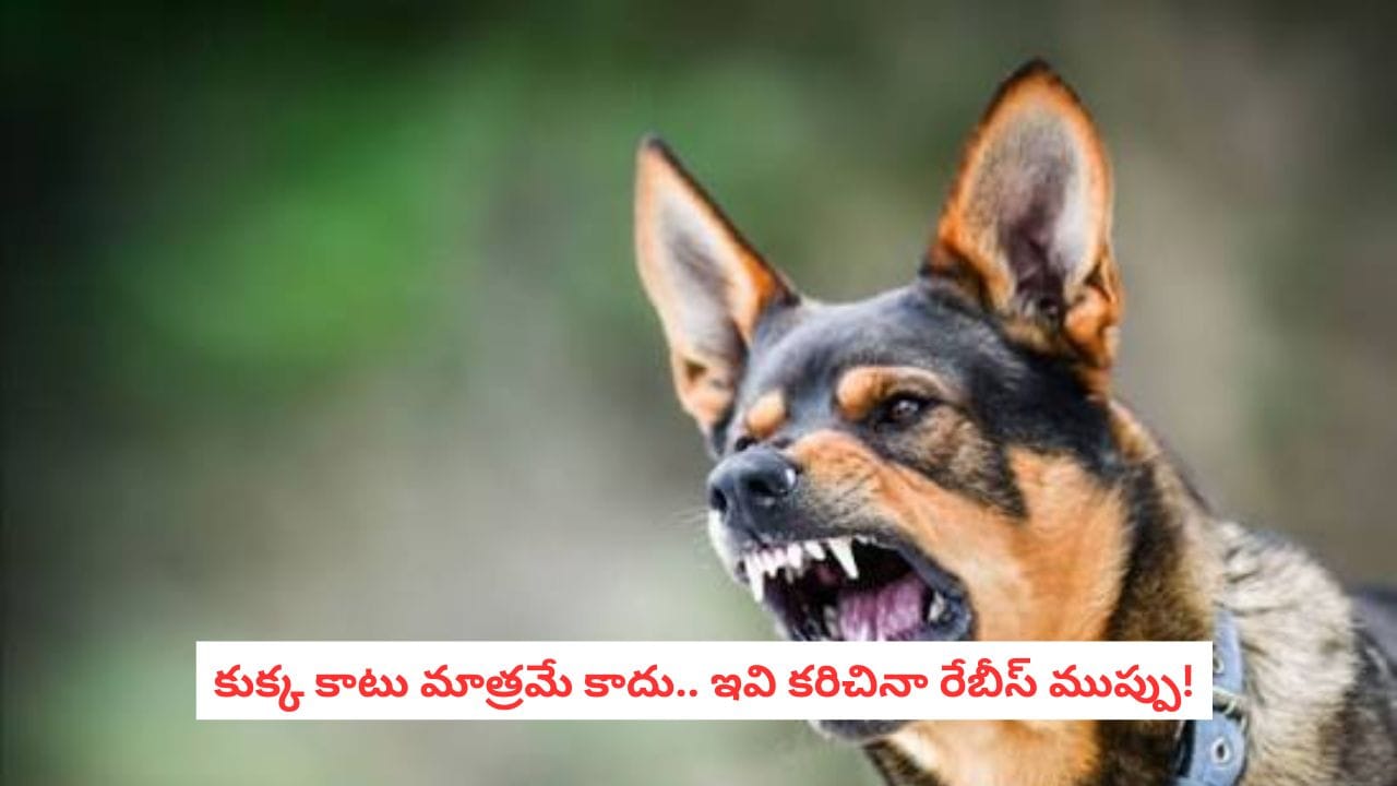 Rabies: కుక్కలే కాదు.. ఈ 7 జంతువులు కరిచినా రెబీస్ ప్రమాదం! వెంటనే ఈ పని చేయండి