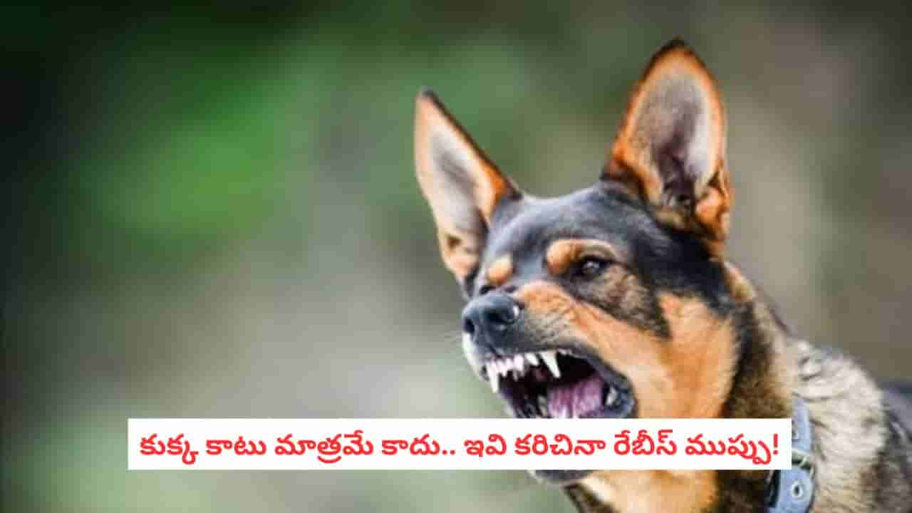 Rabies: కుక్కలే కాదు.. ఈ 7 జంతువులు కరిచినా రెబీస్ ప్రమాదం! వెంటనే ఈ పని చేయండి
