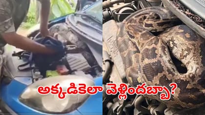 కారు బానట్‌లోంచి అదేపనిగా శబ్దాలు.. ఏంటని ఓపెన్ చేయగా.. వామ్మో..