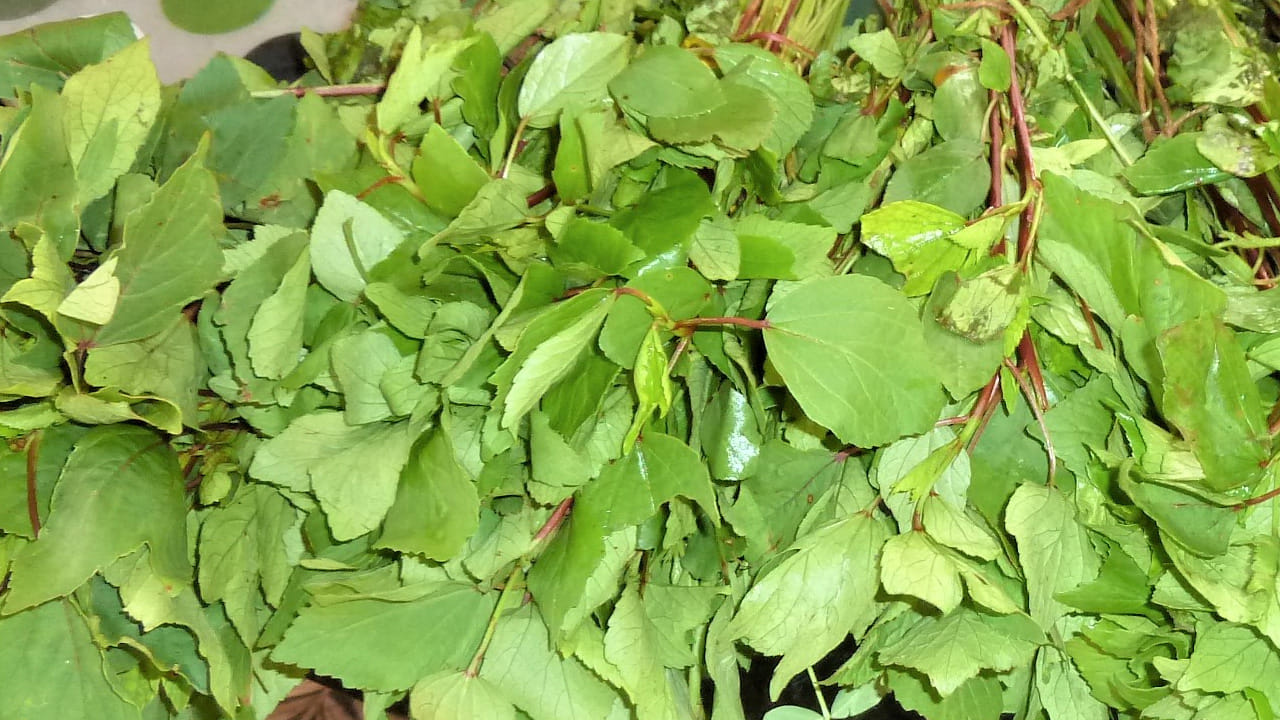 Aaku Kuralu 1