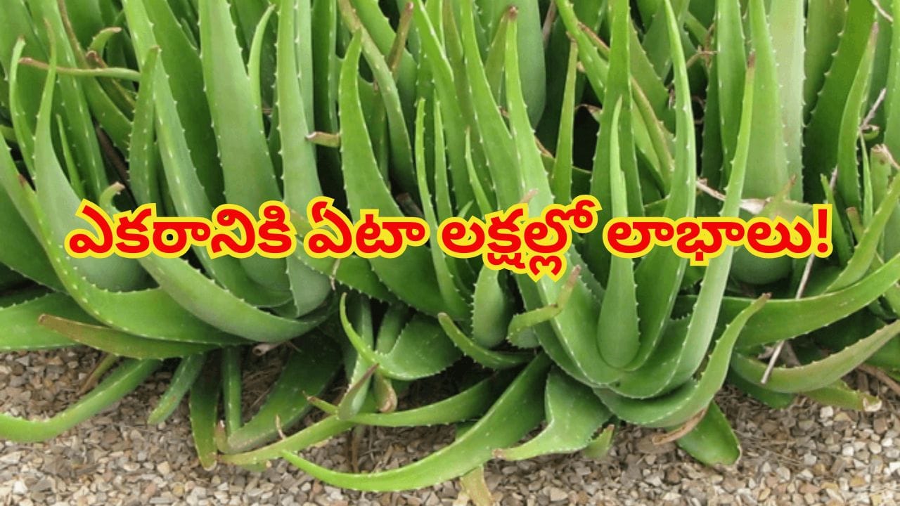 Telugu News Headlines | Nimisham