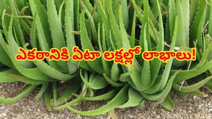 రూ.50 వేల ఖర్చు... రూ.2 లక్షల లాభం...ఈ పంటతో రైతు ధనవంతుడే!