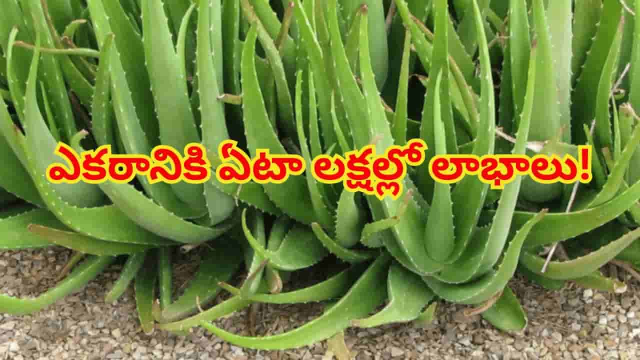 రూ.50 వేల ఖర్చు... రూ.2 లక్షల లాభం...ఈ పంట రైతులను ధనవంతులను చేస్తుంది..? ఆ రహస్యం ఇదే!