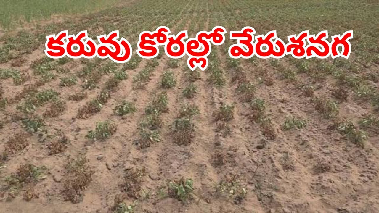 కరువు కోరల్లో వేరుశనగ.. కష్టపడి సాగుచేసిన పంటను చేతులారా చిదిమేస్తున్న రైతన్నలు!