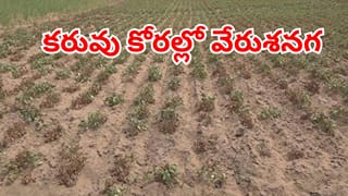 కరువు కోరల్లో వేరుశనగ.. కష్టపడి సాగుచేసిన పంటను చేతులారా చిదిమేస్తున్న రైతన్నలు!