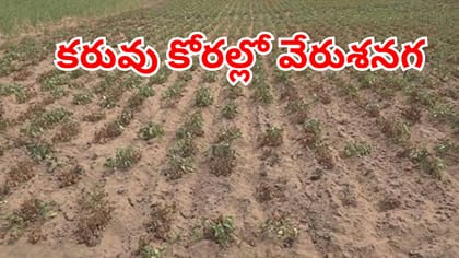 కష్టపడి సాగుచేసిన పంటను చేతులారా చిదిమేస్తున్న రైతన్నలు!