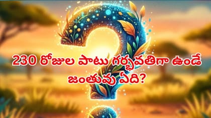 230 రోజుల పాటు గర్భవతిగా ఉండే జంతువు ఏదో తెలుసా?