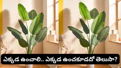 ఇంట్లో ప్లాస్టిక్ మొక్కలు పెట్టుకోవచ్చా? వాస్తు ప్రకారం శుభమా..