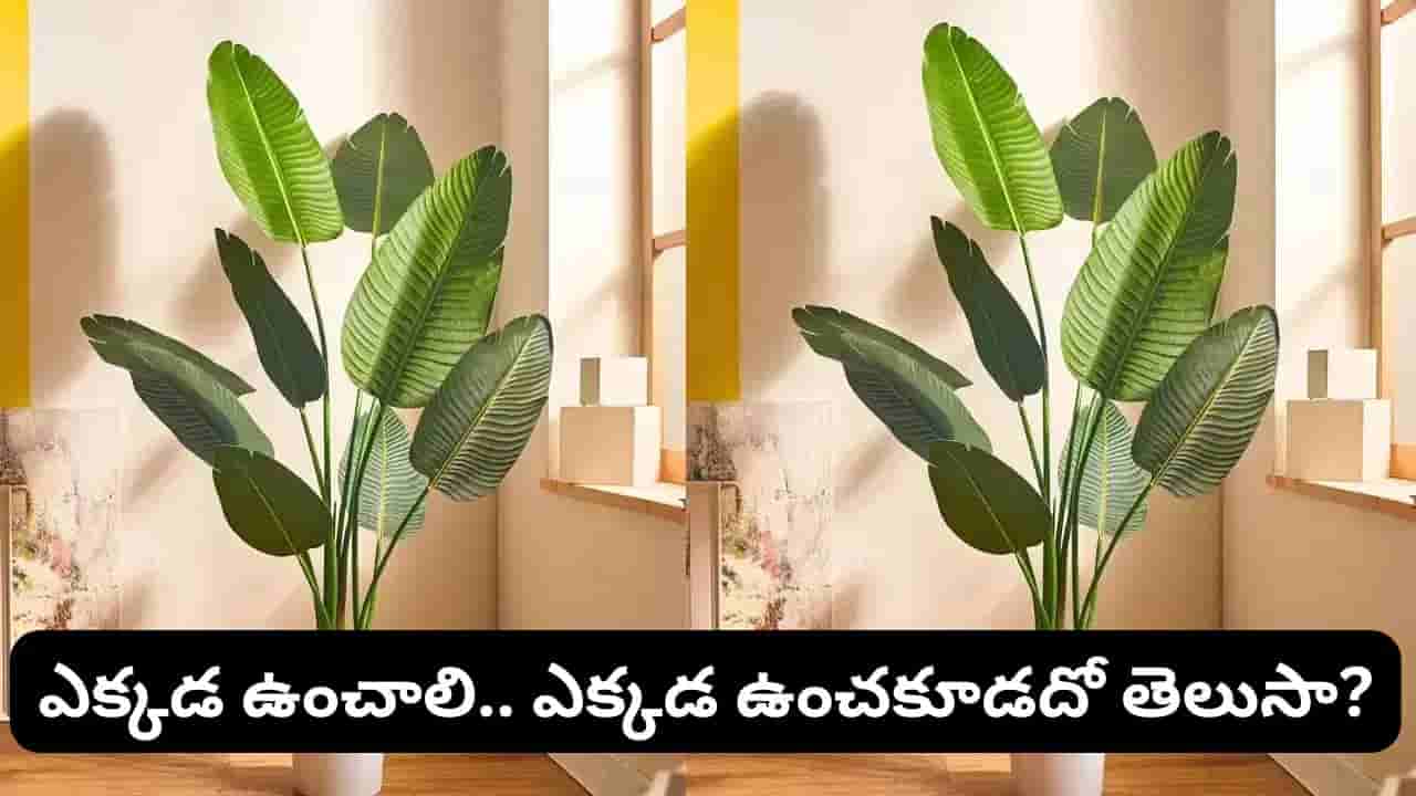 Vastu Tips: ఇంట్లో ప్లాస్టిక్ మొక్కలు పెట్టుకోవచ్చా? శుభమా.. అశుభమా తెలుసుకోండి!