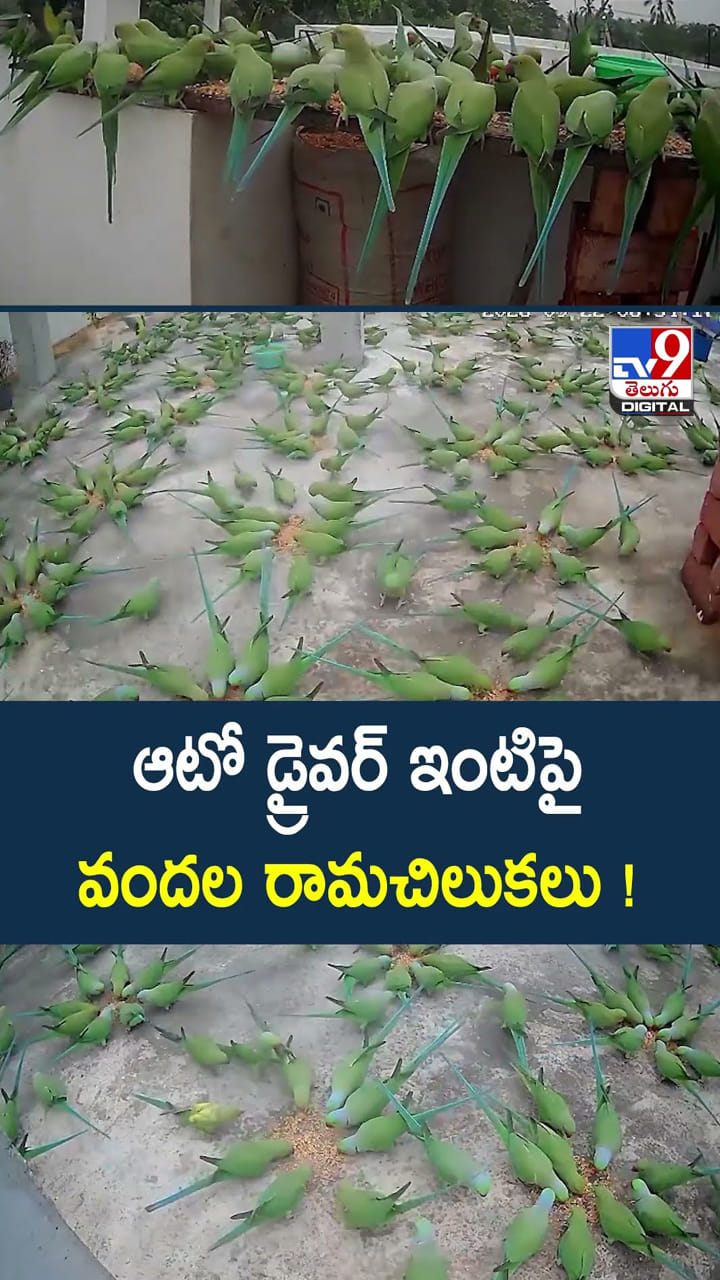 ఆటో డ్రైవర్ ఇంటిపై వందల రామచిలుకలు!