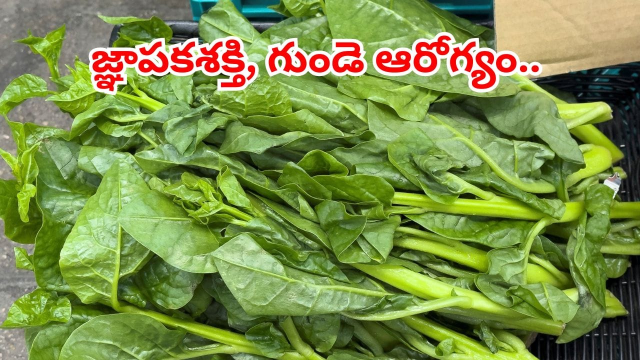 ఈ కూరలో శక్తివంతమైన విటమిన్లు, యాంటీఆక్సిడెంట్లు.. రక్తాన్ని పెంచి మెదడు ఆరోగ్యాన్ని కాపాడుతుంది