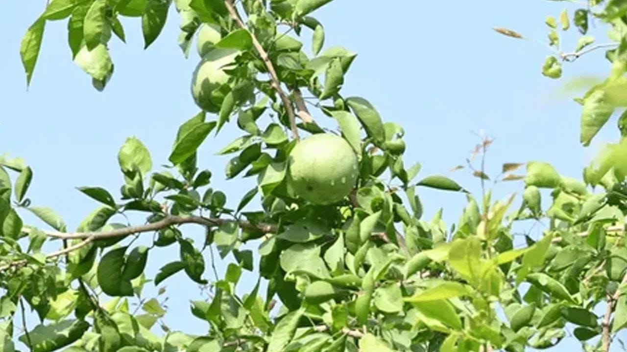 Bael Leaves For Digestion