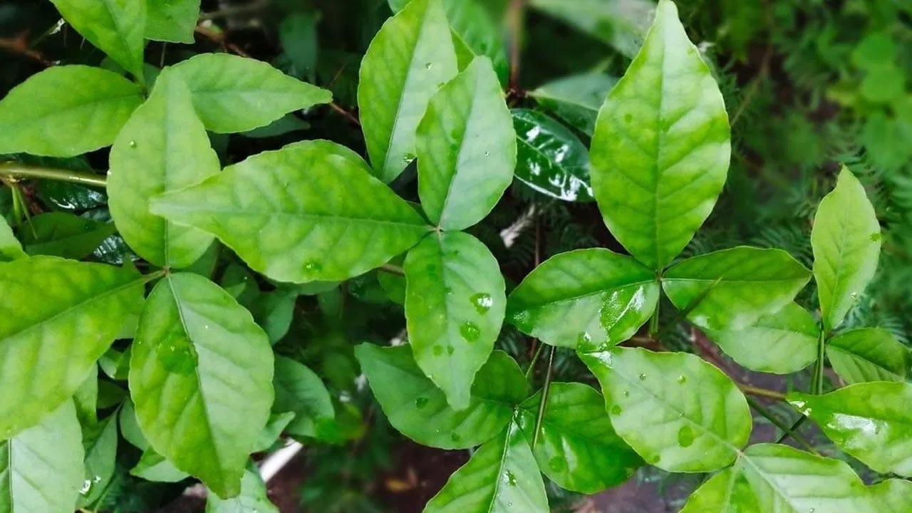 Bael Leaves Health Benefits
