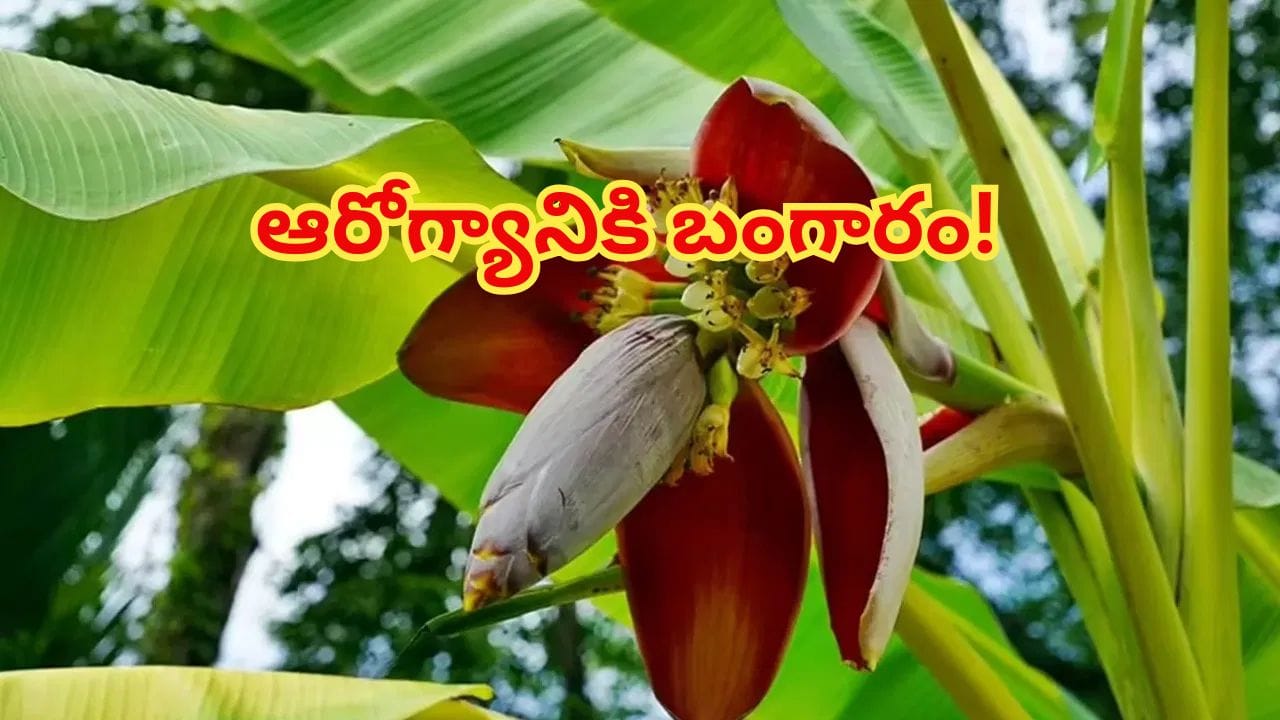 మార్కెట్లో అరటి పువ్వు కనిపిస్తే వదలకండి! కీళ్ల నొప్పుల నుంచి షుగర్ కంట్రోల్ వరకు ఎన్ని లాభాలో తెలిస్తే..