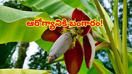 మార్కెట్లో అరటి పువ్వు కనిపిస్తే వదలకండి!ఆరోగ్య లాభాలు తెలిస్తే..