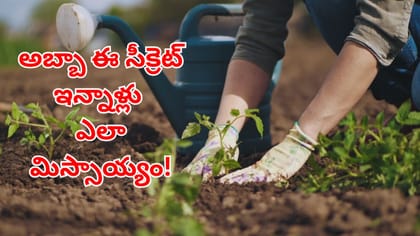 మొక్కలు నాటేప్పుడు మట్టిలో ఇదొక్కటి కలిపితే చాలు..