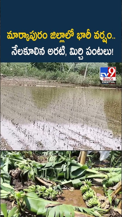 మార్కాపురం జిల్లాలో భారీ వర్షం...అరటి తోటలు నేలమట్టం..!