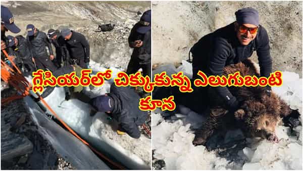 16,500 అడుగుల ఎత్తైన గ్లేసియర్లో చిక్కుకున్న ఎలుగుబంటి పిల్ల..కట్ చేస్తే..ఎదురుగా తల్లి ఎలుగబంటి..?