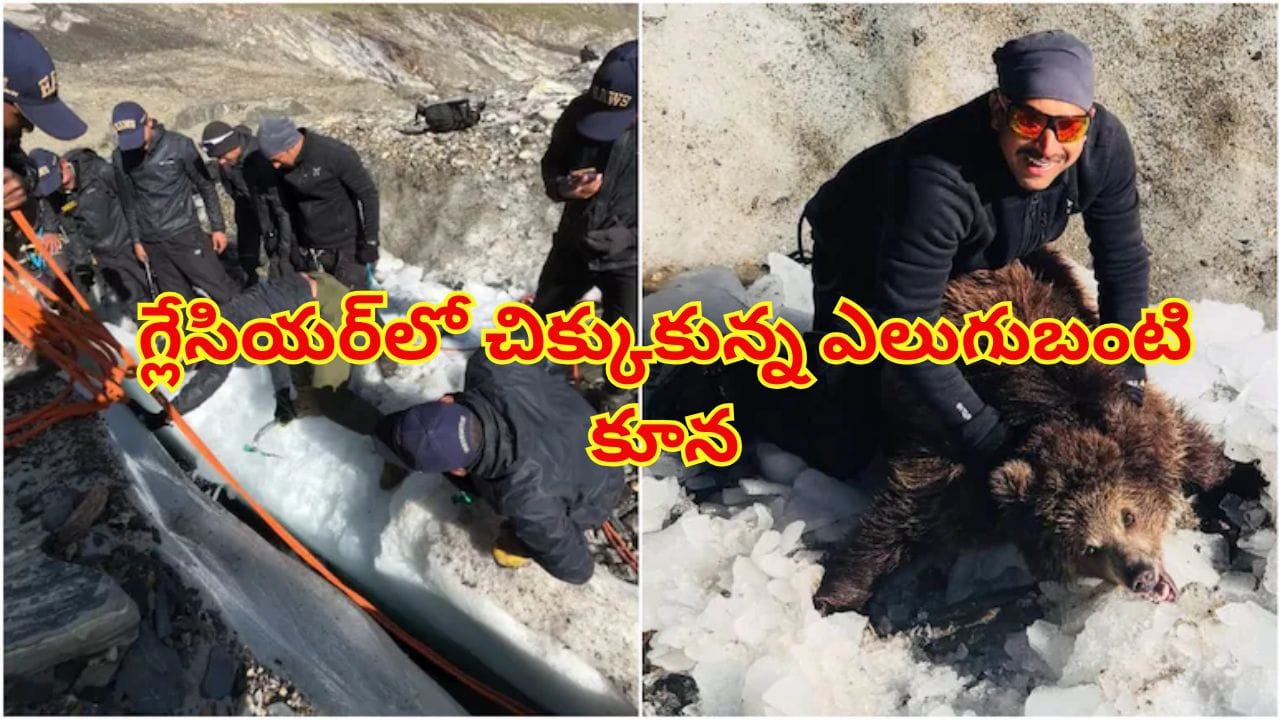 16,500 అడుగుల ఎత్తైన గ్లేసియర్లో చిక్కుకున్న ఎలుగుబంటి పిల్ల..కట్ చేస్తే..ఎదురుగా తల్లి ఎలుగబంటి..?