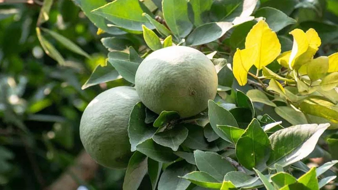 Bel Patra Benefits