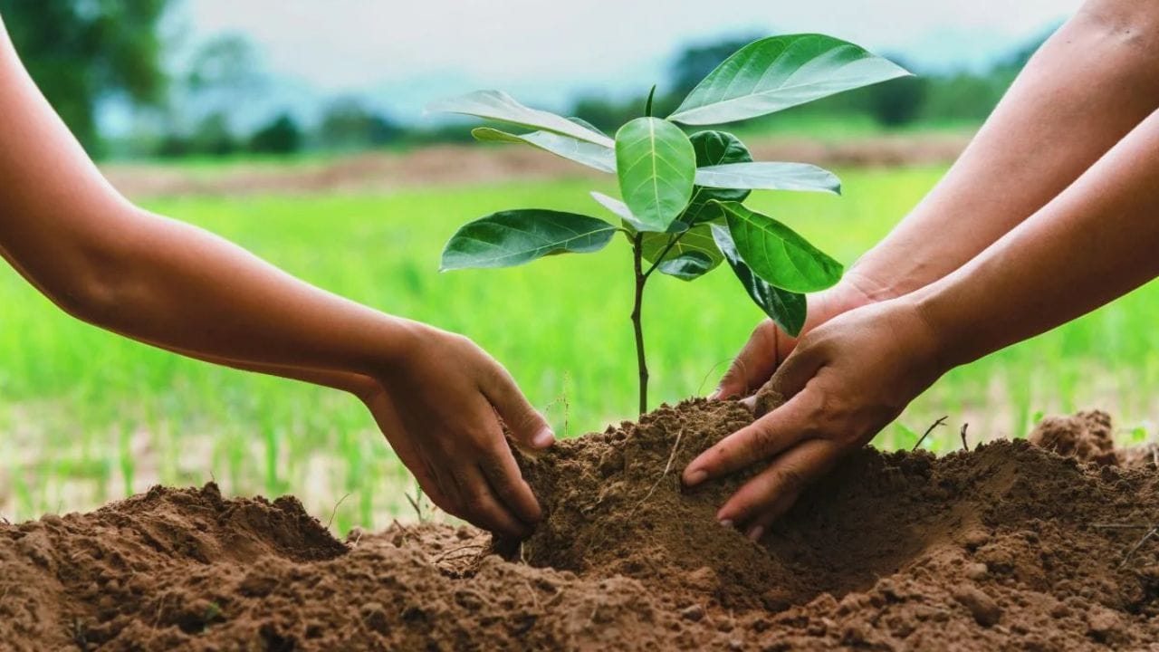 మీరు పెరట్లో టమాటా, వంకాయ, మిరప వంటి మొక్కలు నాటేటప్పుడు ఆ మట్టిలో అరటి తొక్కలను వేయడం వల్ల కాపు ఎక్కువగా వస్తుంది. ఇందుకోసం మీరు అరటి తొక్కలను చిన్న ముక్కలుగా కట్చేసి వాటిపై కొద్దిగా వేప పిండి కలిపి ఆ మిశ్రమాన్ని మొక్కలు నాటే మట్టిలో పాతి పెట్టండి.. తర్వాత అదే ప్రాంతంలో మొక్కలు నాటండి. లేదా అరటి చిన్న ముక్కలుగా కోసి ఎండలో బాగా ఎండబెట్టాలి. పూర్తిగా ఎండిన తర్వాత పొడిగా చేసి మొక్కల మొదట్లో వేసినా మంచి ఫలితాలు వస్తాయి.