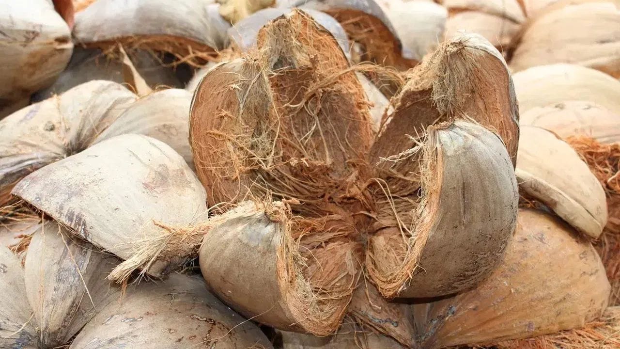 Benefits Of Coconut Coir