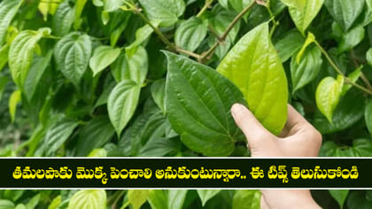 తమలపాకు మొక్క పెంచాలి అనుకుంటున్నారా.. ఈ టిప్స్ తెలుసుకోండి