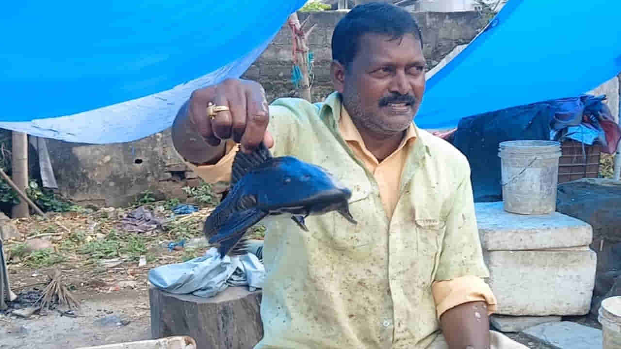 Telangana: చేపల కోసం చెక్డ్యామ్లో వల వేసిన జాలరి.. చిక్కింది చూసి స్టన్..