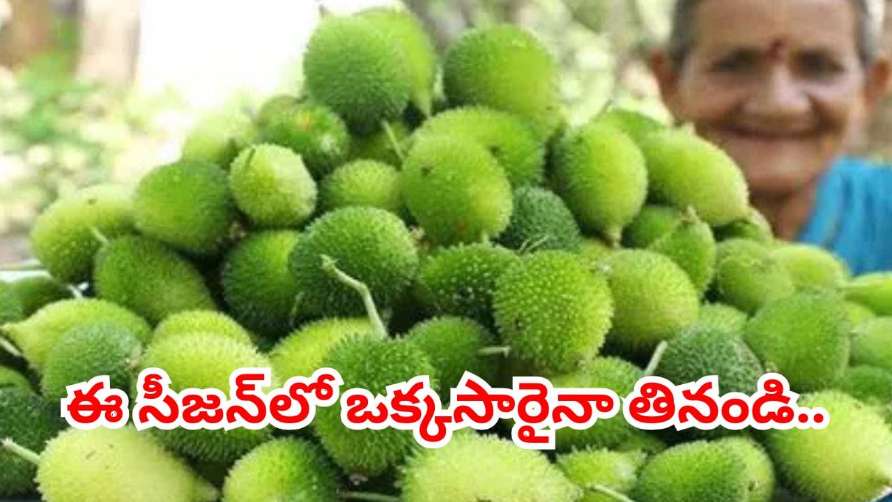 సీజన్ అయిపోతోంది ఇప్పుడే తినండి.. అడవి కాకరకాయ అసలు స్పెషాలిటీ ఇదే..