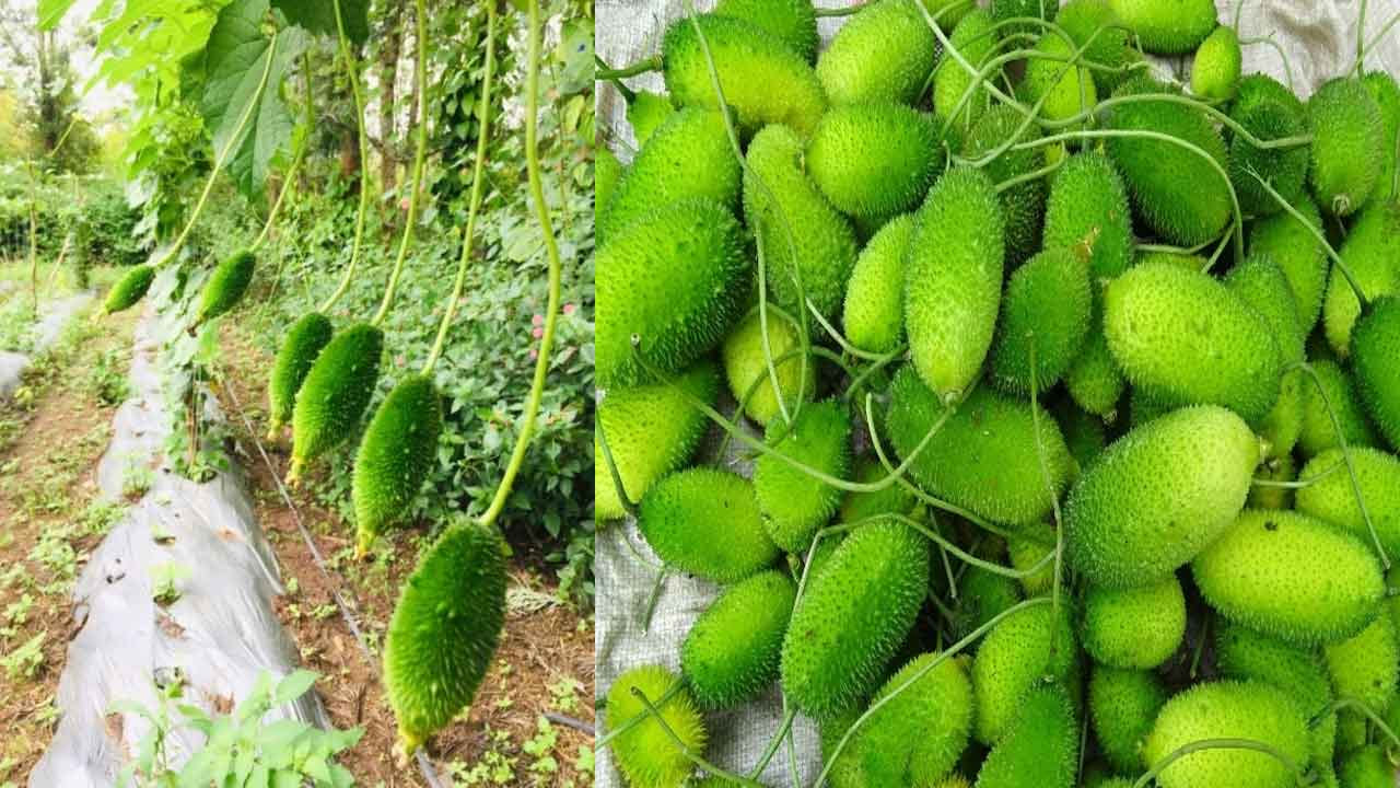 బోడకాకరతో ఇలా కూడా చేయొచ్చా.. అదిరే ఐడియాతో మహిళా రైతుకు మంచి లాభాలు..