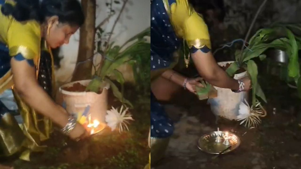 బ్రహ్మ కమలం అత్యంత అరుదుగా కనిపిస్తుంది. రాత్రిపూట మాత్రమే వికసిస్తూ పరిమళం వెదజల్లుతుంది. ఆకర్షణీయమైన రూపం, దాని సువాసన కారణంగా హిమాలయాల రాణి, నైట్ క్వీన్ అని కూడా పిలుస్తారు. హిందూమతంలో బ్రహ్మ కమలాన్ని చాలా పవిత్రంగా భావిస్తారు. ఈ పుష్పం పెరట్లో పోస్తే ఆ ఇంటికి అదృష్టం తలుపు తడుతుందని నమ్మకం.