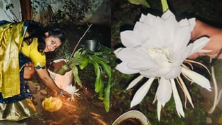 Brahma Kamal:  పెరట్లో పూసిన అదృష్టం.. అనకాపల్లిలో కనువింధు చేస్తున్న బ్రహ్మ కమలం!