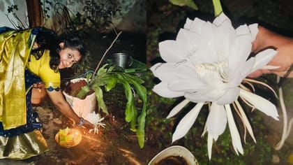 పెరట్లో పూసిన అదృష్టం..అనకాపల్లిలో కనువింధు చేస్తున్న బ్రహ్మ కమలం