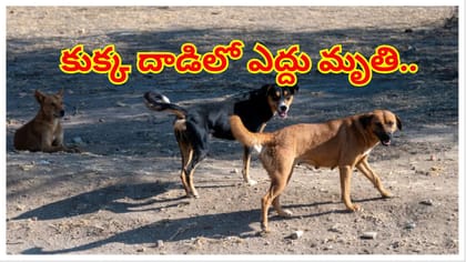 వీధి కుక్కల స్వైర విహారం.. కుక్క దాడిలో ఎద్దు మృతి.. రైతు ఆవేదన!