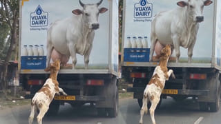 Video: బొమ్మనే అమ్మ అనుకుని.. పాల కోసం పసి దూడ.. గుండెల్ని పిండేస్తున్న వీడయో..