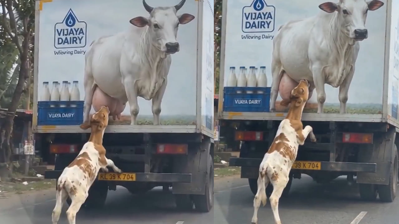 Video: బొమ్మనే అమ్మ అనుకుని.. పాల కోసం పసి దూడ.. గుండెల్ని పిండేస్తున్న వీడయో..