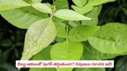 బిల్వ ఆకులతో షుగర్ తగ్గుతుందా? నిపుణుల సూచన ఇదే!