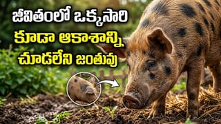 జీవితంలో ఒక్కసారి కూడా ఆకాశాన్ని చూడలేని జంతువు ఏదో తెలుసా? ప్రకృతి సృష్టించిన వింత ఇదే!