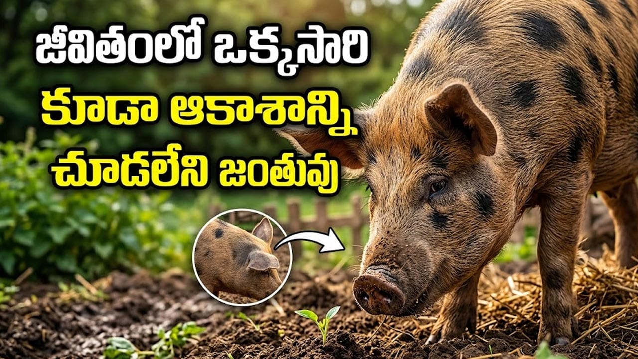 జీవితంలో ఒక్కసారి కూడా ఆకాశాన్ని చూడలేని జంతువు ఏదో తెలుసా? ప్రకృతి సృష్టించిన వింత ఇదే!