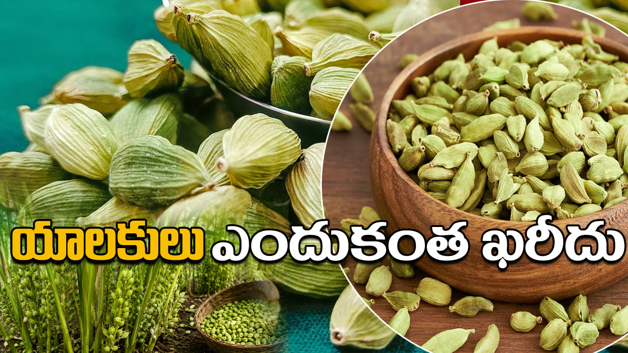 Cardamom: ఒక్క కాయ కోసం ఇంత కష్టం! యాలకుల ధర వెనుక దాగిన షాకింగ్ నిజాలు!