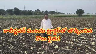 మార్కెట్లో దక్కని గిట్టుబాటు ధర.. చేతికొచ్చిన కాలీఫ్లవర్ పంటను ట్రాక్టర్‌తో తొక్కించిన కౌలు రైతు!