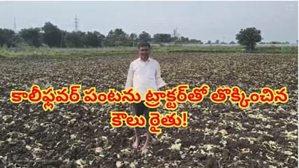 చేతికొచ్చిన కాలీఫ్లవర్ పంటను ట్రాక్టర్‌తో తొక్కించిన కౌలు రైతు!