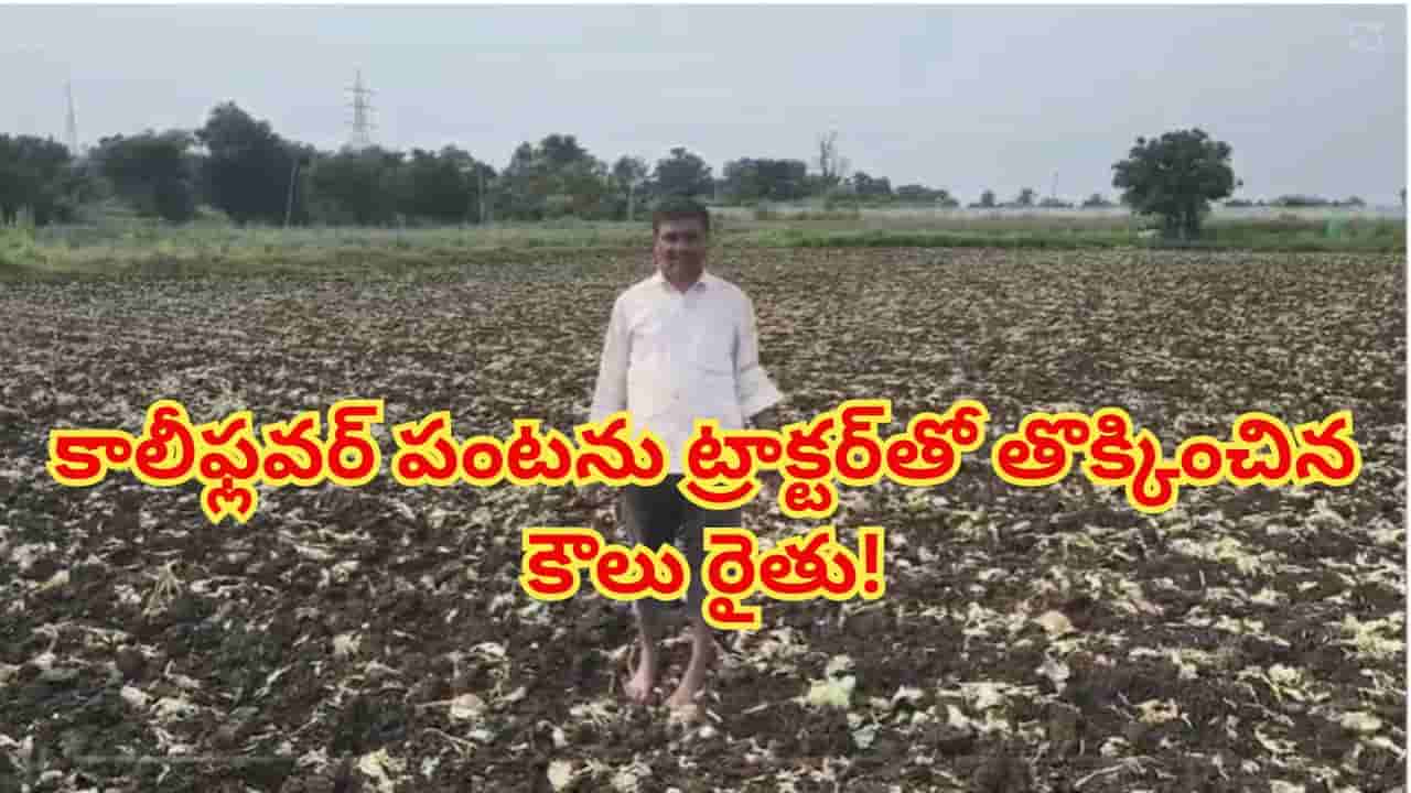 మార్కెట్లో దక్కని గిట్టుబాటు ధర.. చేతికొచ్చిన కాలీఫ్లవర్ పంటను ట్రాక్టర్తో తొక్కించిన కౌలు రైతు!