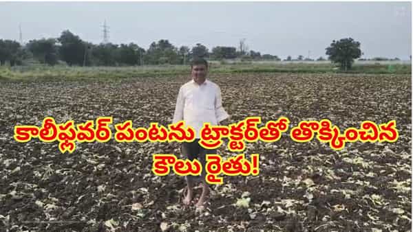 మార్కెట్లో దక్కని గిట్టుబాటు ధర.. చేతికొచ్చిన కాలీఫ్లవర్ పంటను ట్రాక్టర్తో తొక్కించిన కౌలు రైతు!