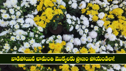 వాడిపోయిన చామంతి మొక్కలకు ప్రాణం పోయండిలా!