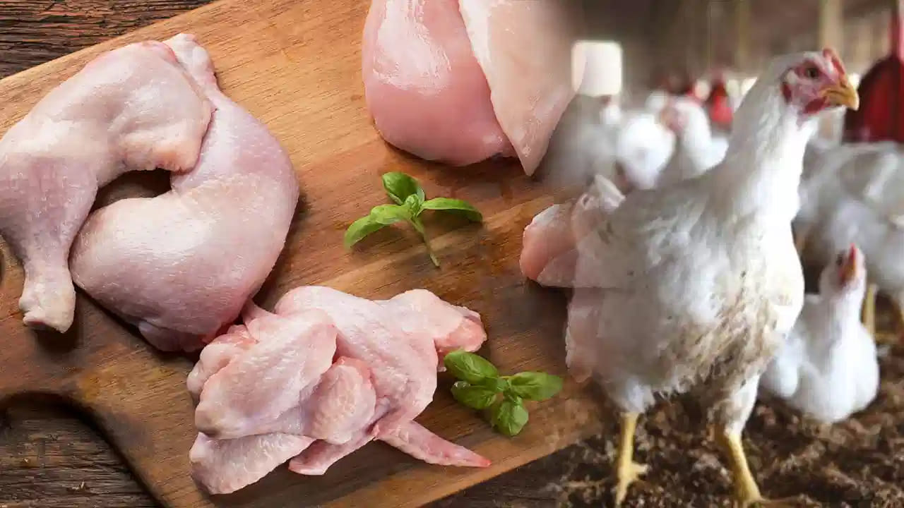 Chicken Prices: కొండెక్కిన చికెన్, కోడి గుడ్ల ధరలు.. సామాన్యులకు మరో షాక్.. తెలుగు రాష్ట్రాల్లో కిలో చికెన్ ఎంతంటే..