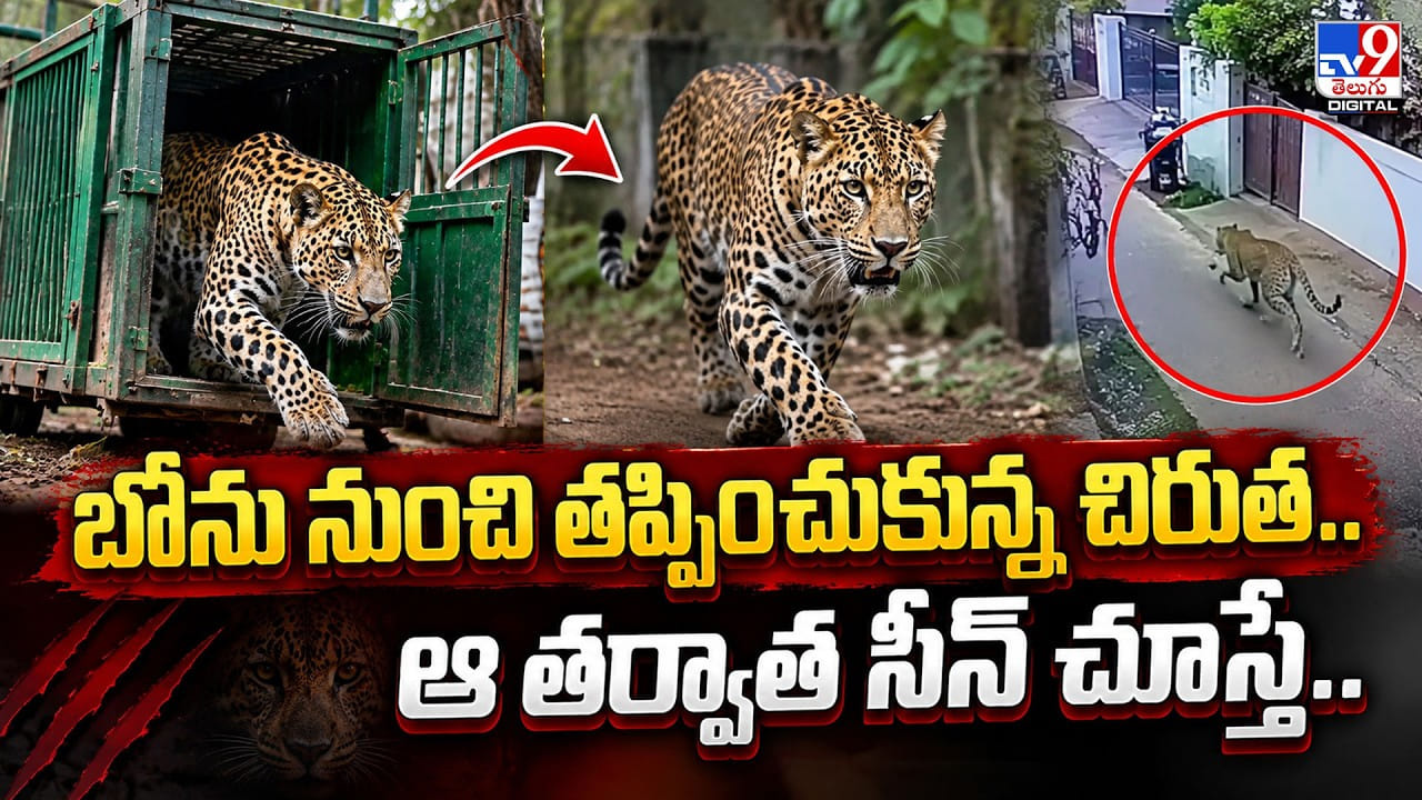 బోను నుంచి తప్పించుకున్న చిరుత.. ఆ తర్వాత సీన్ చూస్తే.. బోను నుంచి తప్పించుకున్న చిరుత.. ఆ తర్వాత సీన్ చూస్తే..