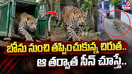 బోను నుంచి తప్పించుకున్న చిరుత.. ఆ తర్వాత సీన్‌ చూస్తే..