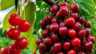 చెర్రీలా కనిపిస్తుంది.. కానీ చెర్రీ కాదు..