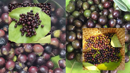 చిన్న గింజలే కానీ తింటే చికెన్, మటన్‎కి మించిన బలం..